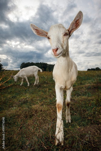 White goat with big ears grazing in the meadow