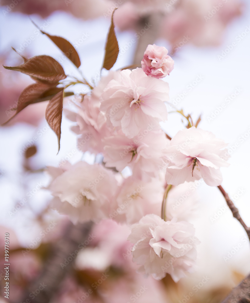 Bokeh　cherry-blossom