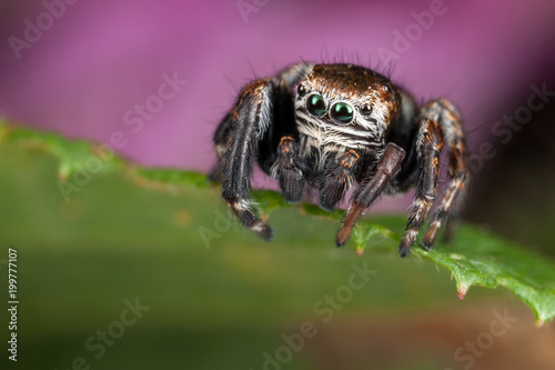 Jumping spider on the green leaf and pink background