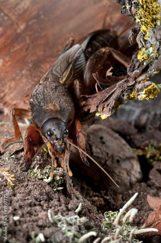 Mole Cricket dig the soil