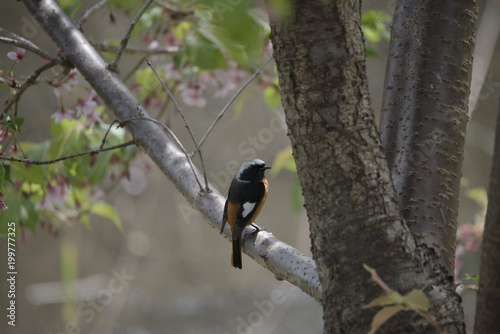 bird © ISAMU