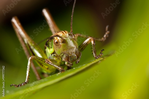 Small happy grasshoper on the green grass