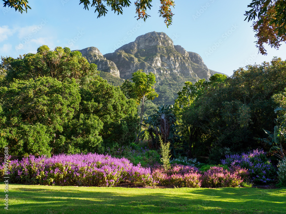 Fototapeta premium Kirstenbosch National Botanical Garden