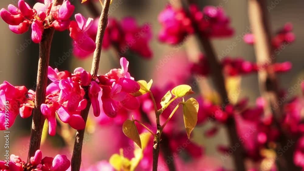 Spring background.Eastern redbud tree branch (Cercis canadensis) blooms with pink flowers, closeup, 4K