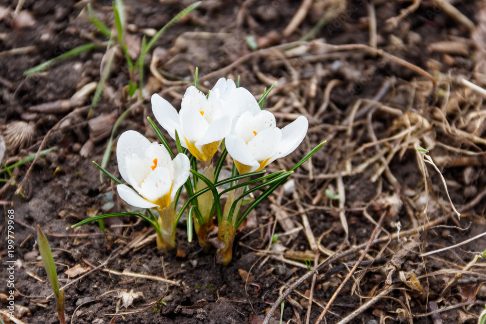 White crocus flowers in the garden on spring White crocus flowers in the garden on spring