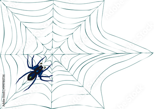 spiderweb with spider