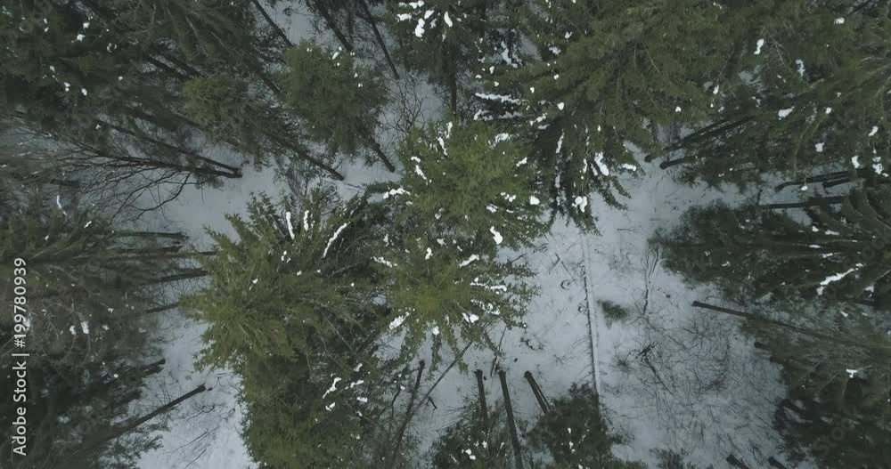 Aerial forward top view fly over winter fir forest Aerial forward top view fly over winter fir forest