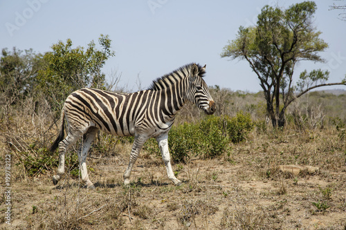 Zebra in Hluhluwe Game Reserve in Kwa Zulu Natal in South Africa