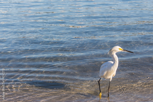 bird on sea