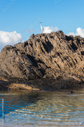 bird on the rock
