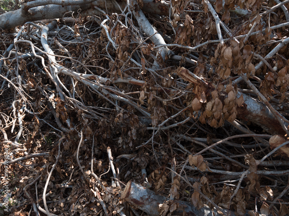 Texture of fallen tree after Cyclone Marcus Texture of fallen tree after Cyclone Marcus