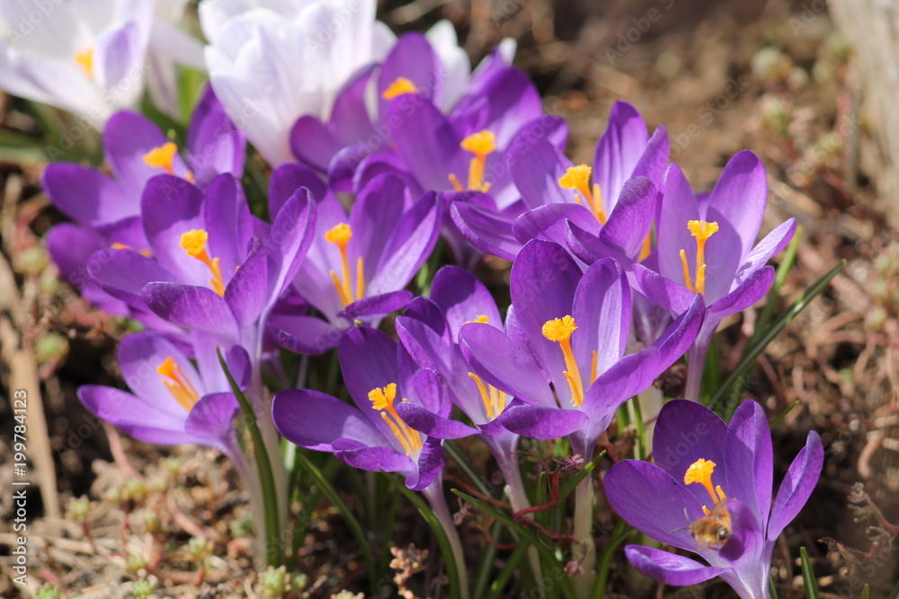 Large group of blooming purple crocuses, lit by bright spring sun on flower bed Large group of blooming purple crocuses, lit by bright spring sun on flower bed