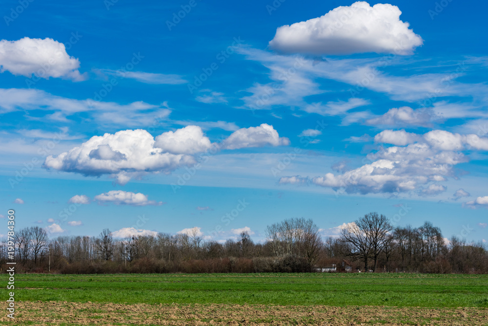 Landscape view of wide fields of fresh planted wheat in spring under a wide blue sky with white clouds, agriculture and farming background