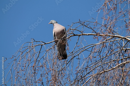 Adult Common wood pigeon (Columba palumbus) sitting on branch against clear blue sky