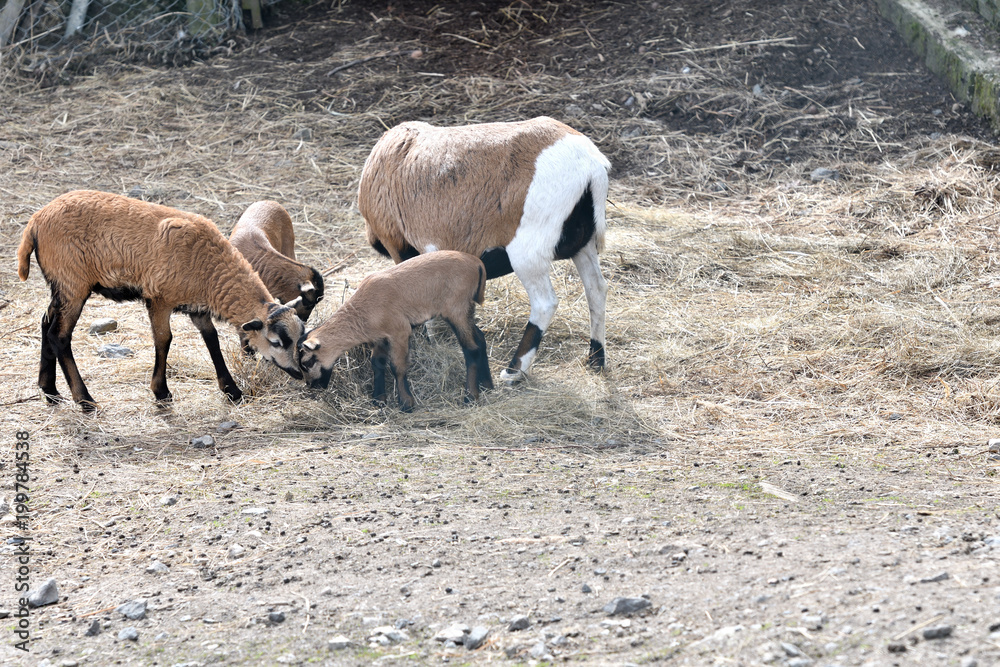 baa-lamb feeding and sucking milk from the sheep mother baa-lamb feeding and sucking milk from the sheep mother
