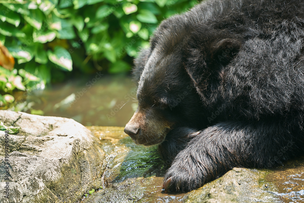 Black buffalo bear lie head down on small water stream with sun light,feel thirsty or hot Black buffalo bear lie head down on small water stream with sun light,feel thirsty or hot