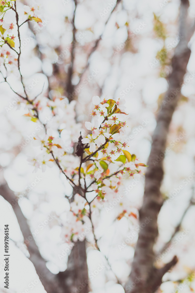 soft-tones pink and white spring blossoms on a tree with overcast sky soft-tones pink and white spring blossoms on a tree with overcast sky