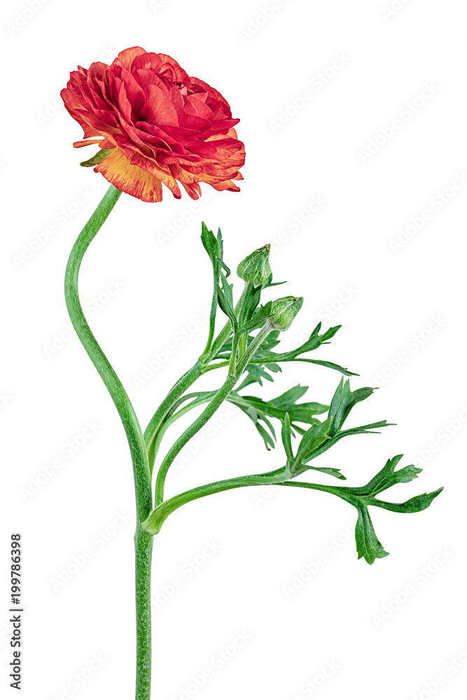 Fototapeta premium Red buttercup on a long leg