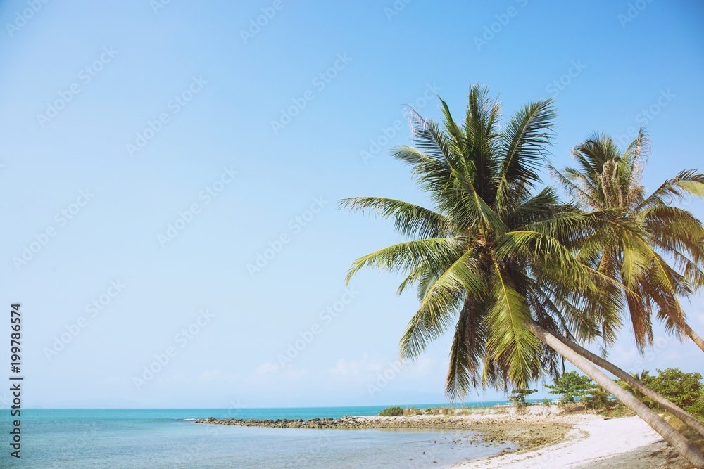  coconut palm trees farm Beachfront seaside Leave space copy write a message in the sky. beautiful summer tropical landscape background.