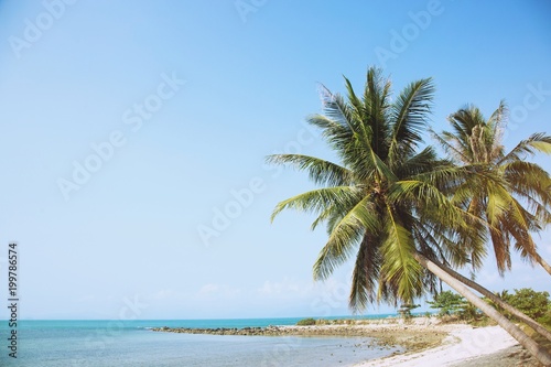 Fototapeta Naklejka Na Ścianę i Meble -   coconut palm trees farm Beachfront seaside Leave space copy write a message in the sky. beautiful summer tropical landscape background.