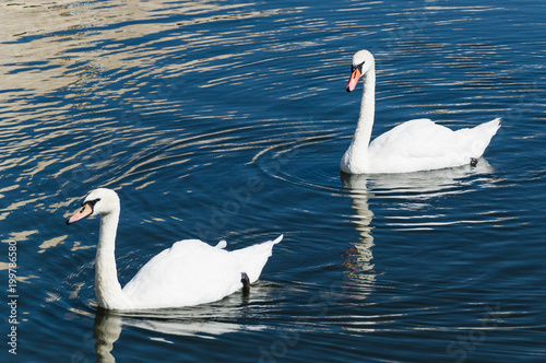 two white swans swim along the water photo