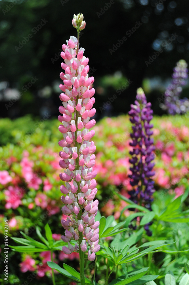 Lupine flowers (Lupinus polyphyllus)