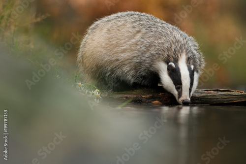 European badger (Meles meles - Eurasian badger) in his natural environment. Cute black and white mammal, bathing in the water. Badger walking and bathing in a river. © Dusan