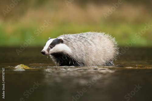 European badger (Meles meles - Eurasian badger) in his natural environment. Cute black and white mammal, bathing in the water. Badger walking and bathing in a river.