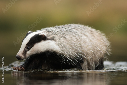 European badger (Meles meles - Eurasian badger) in his natural environment. Cute black and white mammal, bathing in the water. Badger walking and bathing in a river.