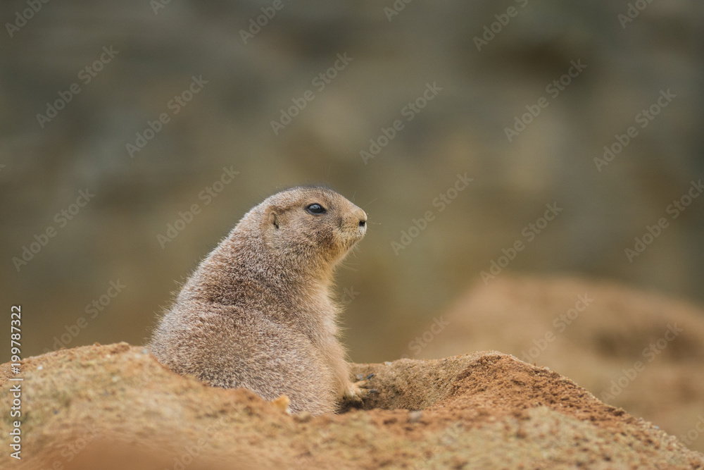 Fototapeta premium Black-tailed prairie dog, Cynomys ludvicianus in its natural environment. Portrait of a rodent with orange and brown fur and tail with a black tip.