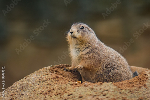 Black-tailed prairie dog, Cynomys ludvicianus in its natural environment. Portrait of a rodent with orange and brown fur and tail with a black tip.