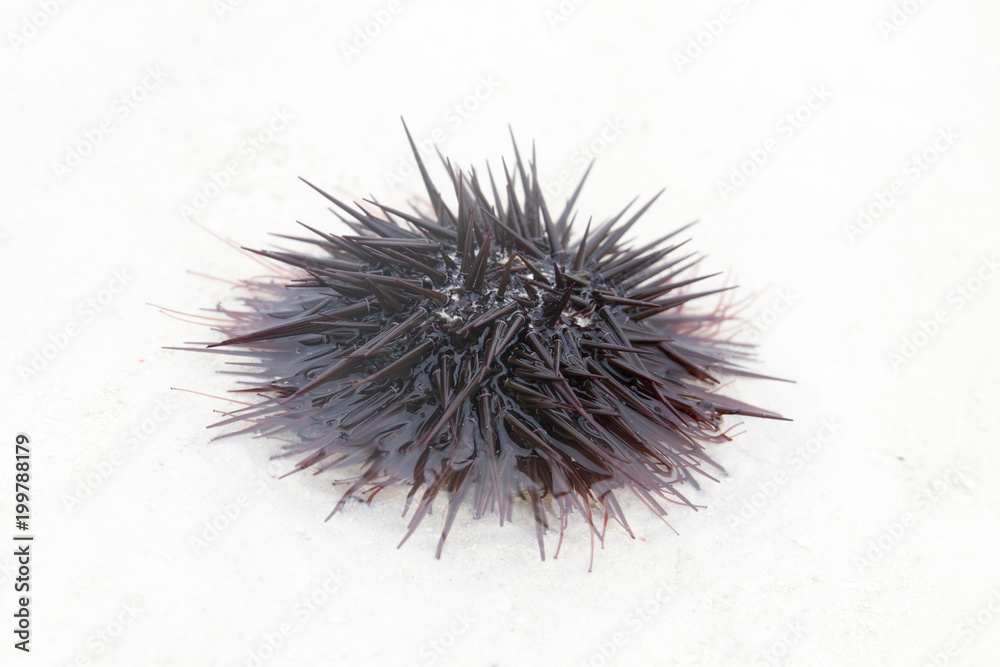 Sea urchin close-up Sea urchin close-up