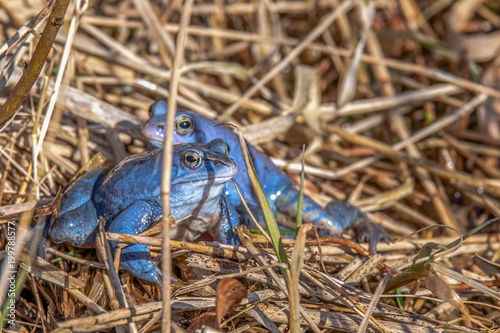 Schilderij op canvas Male moor frogs have dyed blue at mating season and are sitting on land in reeds