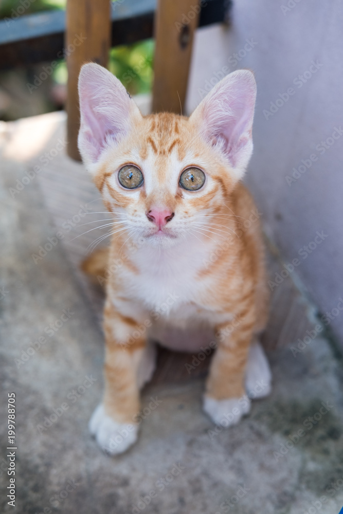 Close up of Thai Orange and White Cat Kitty