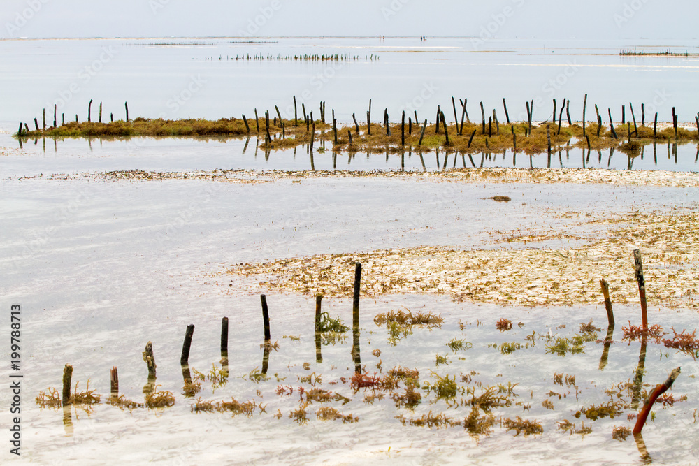 Seaweed farmers in the blue water off the white beaches of the Indian Ocean spice island of Zanzibar