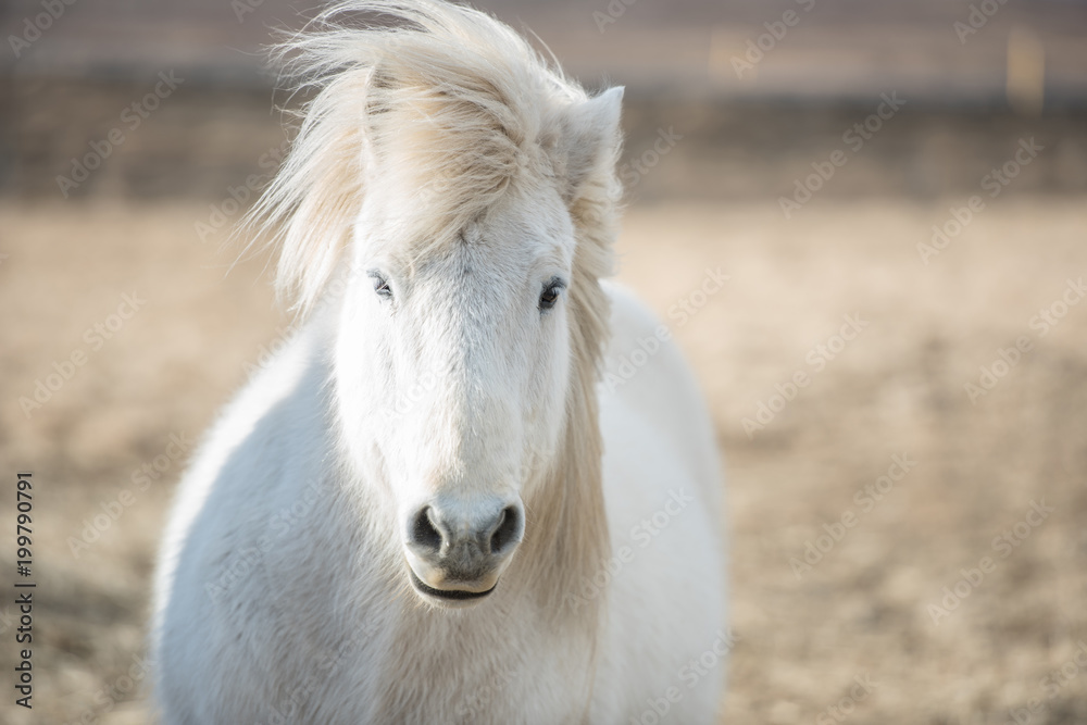 Icelandic horses. Is a local animal of Iceland. Icelandic horses. Is a local animal of Iceland.
