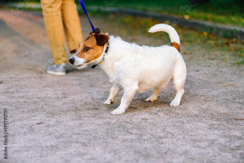 Fototapeta Naklejka Na Ścianę i Meble -  Dog lagging behind refuses to walk and drags leash in opposite way