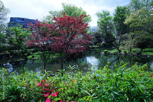 ツツジと公園