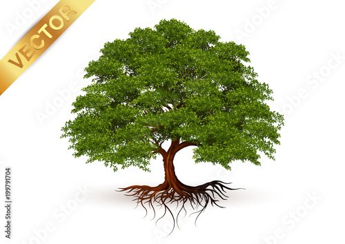 Beautiful tree Realistic  on a white background.