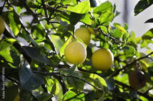 Limones