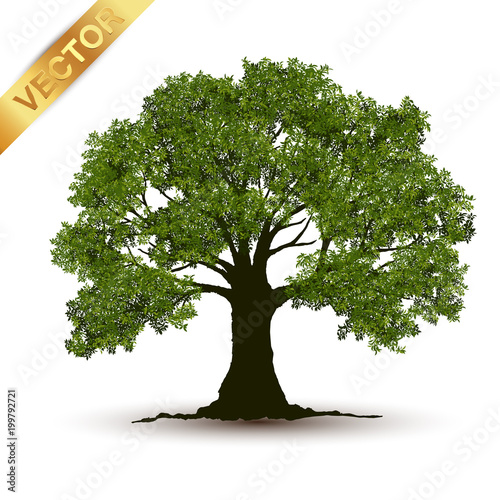 Beautiful tree Realistic  on a white background.