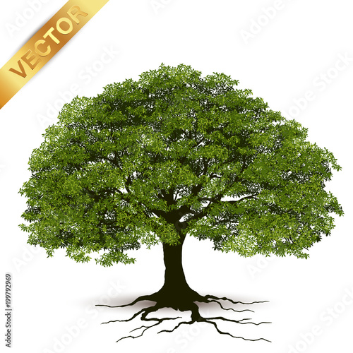 Beautiful tree Realistic  on a white background.