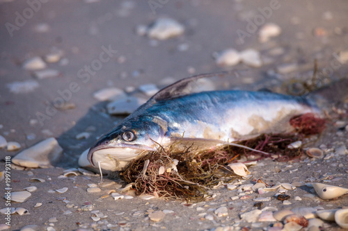 Red tide causes fish to wash up dead photo