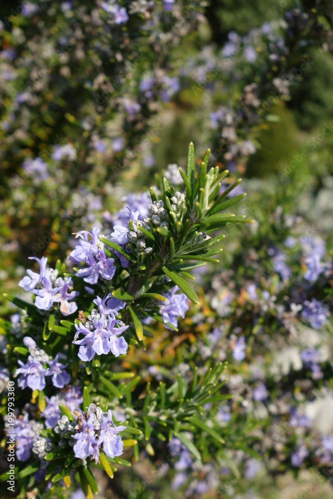 Rosemary (Rosmarinus officinalis) in flowering season Rosemary (Rosmarinus officinalis) in flowering season