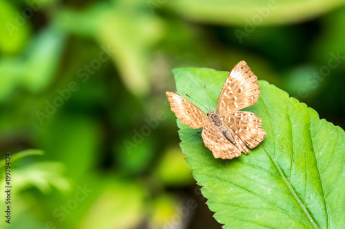 Fotografi Punchinello (Zemeros flegyas)  perching on plant