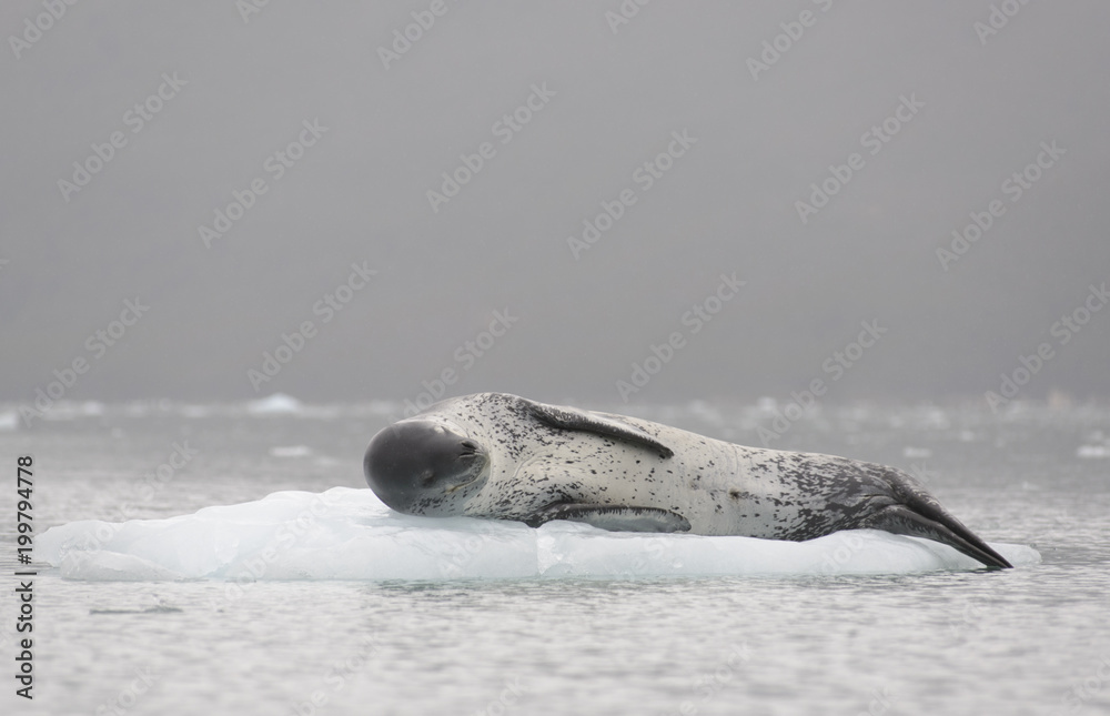 Fototapeta premium Lampart morski na lodzie