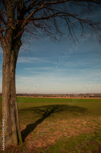 Spring tree creates a shadow on a green field in Braunschweig  Germany