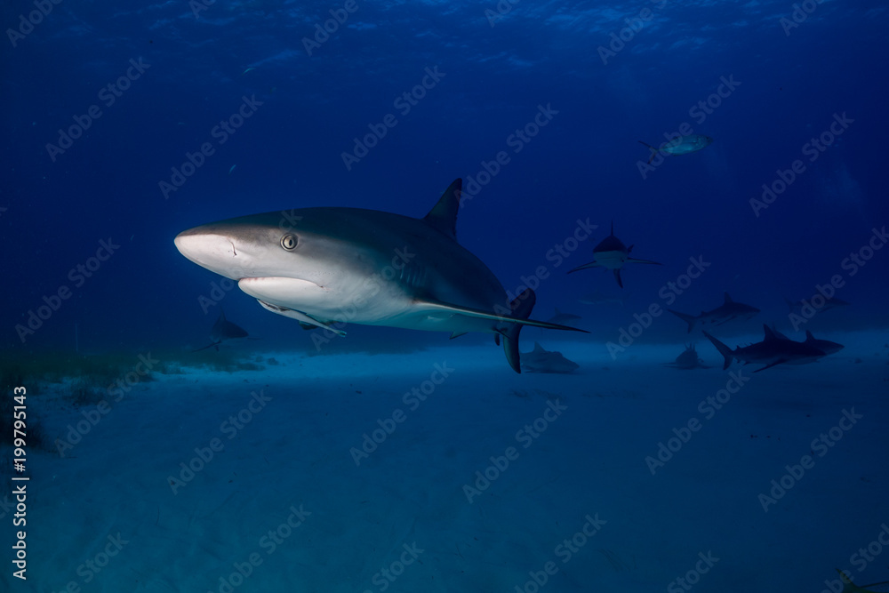 Fototapeta premium Reef Shark Bahamas