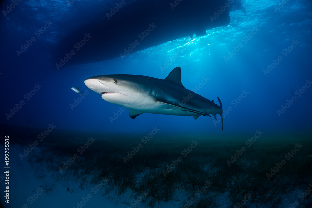 Fototapeta premium Reef Shark Bahamas