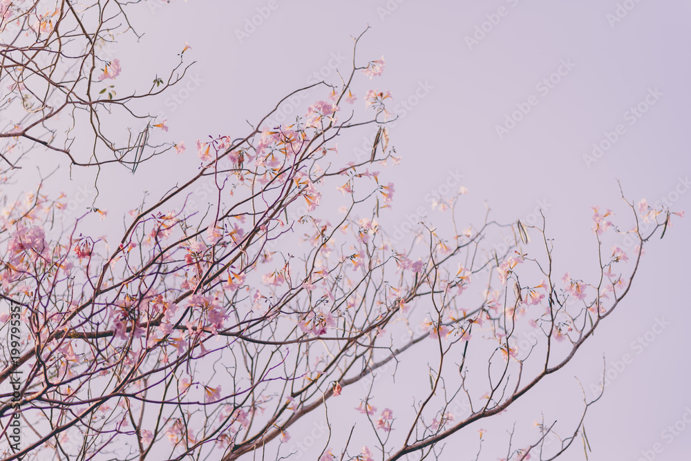 Tabebuia rosea pink flowers in Thailand